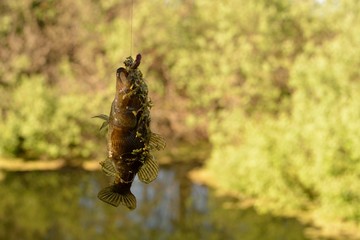 Summer fishing on the lake, Perccottus glenii