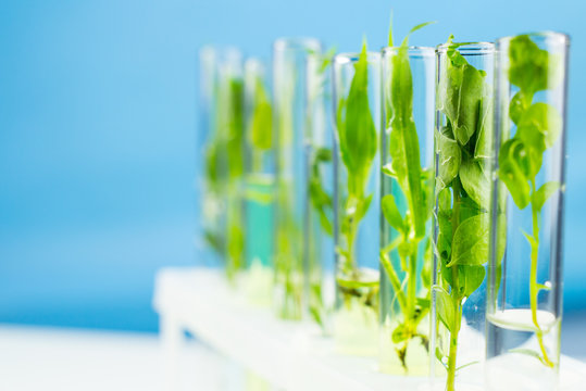 Green fresh plant in test tube. Close up.