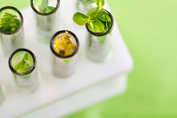 Green fresh and yellow draid plant in glass test tubes on pastel green background. Clos up macro top view.