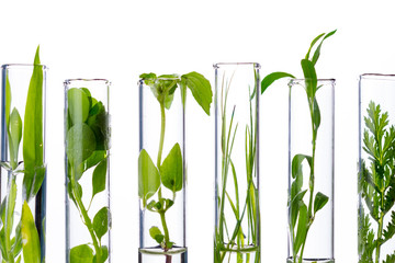 Fototapeta na wymiar Green fresh plant in glass test tube in laboratory on white background. Close up macro.