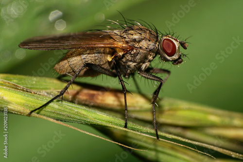 Macro Of Caucasian Flies With Long Bristles Sitting On Green