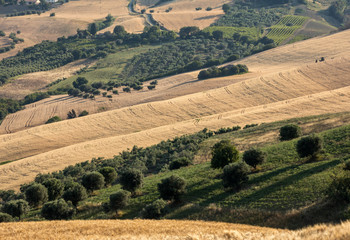 Panoramic view of olive groves and farms on rolling hills of Abruzzo