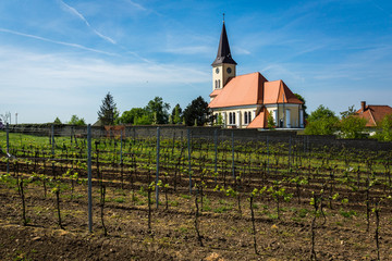 Fototapeta na wymiar Vineyards in Vrbice village, Moravia, Czech Republic
