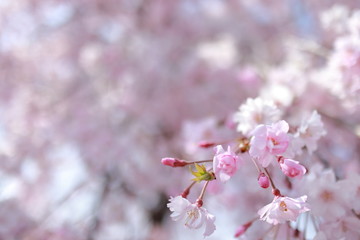 Japanese cherry blossoms