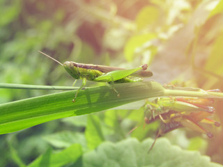 Closeup Photo of  the grasshoppers in the wild