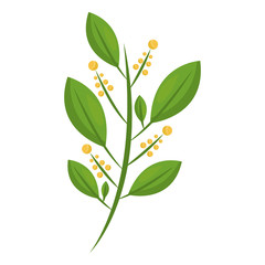 branch with leaves and flowers isolated icon vector illustration design