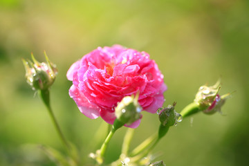 In the summer, rose is blooming