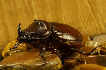 Search Photos Rhinoceros Beetle