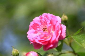 In the summer, rose is blooming