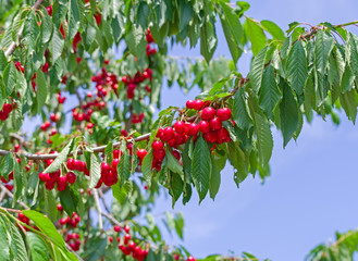 Obraz premium sour cherry on a tree