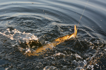 Summer fishing, pike fishing, spinning on the lake