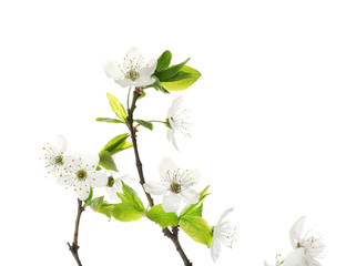 Beautiful blossoming branches on white background