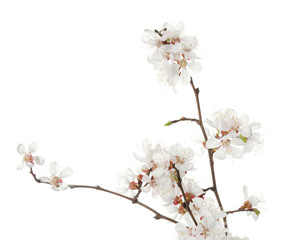 Beautiful blossoming branches on white background