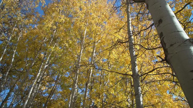 Autumn Aspen Trees, Nicola Valley, British Columbia 4K, UHD. An aspen grove in the Nicola Valley in full autumn colors. British Columbia, Canada. 4K, UHD.
