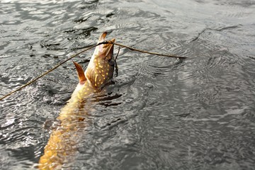 Summer fishing, pike fishing, spinning on the lake