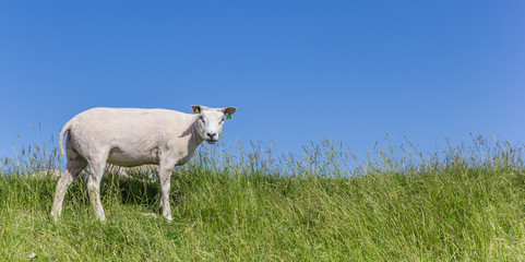 Fototapeta premium Panorama of a sheep on a dike on Texel island, The Netherlands