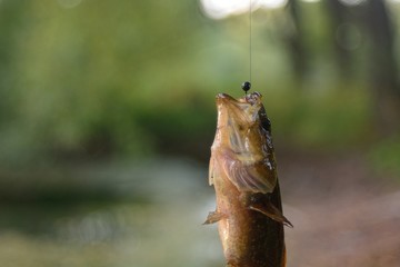 Summer fishing on the lake, Perccottus glenii