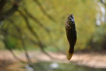 Summer fishing on the lake, Perccottus glenii