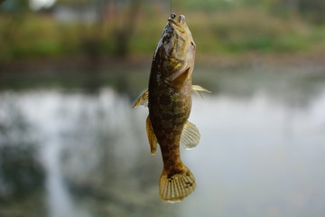 Summer fishing on the lake, Perccottus glenii