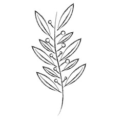 natural branch leaves seeds botanical vector illustration sketch