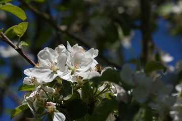 Honigbiene auf Apfelblüte