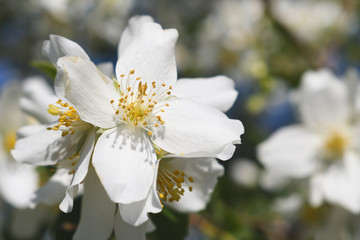 Flower of jasmine close-up