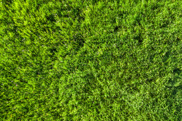 Green grass, background, texture