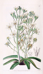 Fototapeta premium Illustration of plant