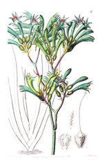 Illustration of plant