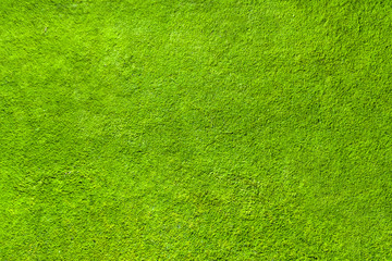 Green grass texture, top view
