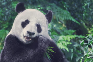Obraz na płótnie Canvas Black and white panda is eating bamboo, close-up