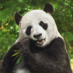 Obraz premium Panda Bear eating bamboo