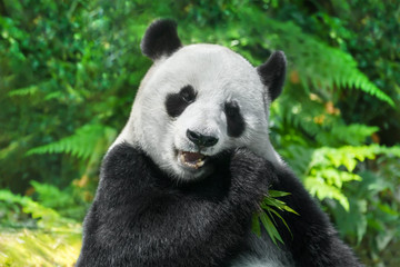 Obraz na płótnie Canvas The panda is eating bamboo