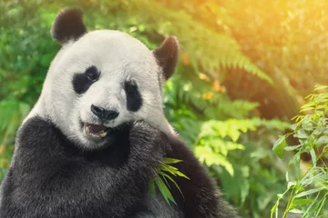 Zelfklevend Fotobehang Panda Zwart-witte panda die gras eet