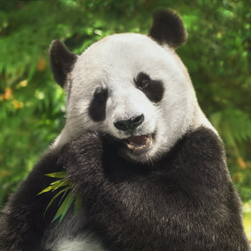 Panda Bear eating bamboo