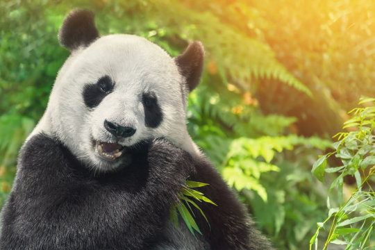 Black and white panda eating grass