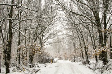 arboles nevados invierno