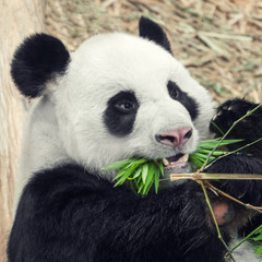 Obraz premium Hungry panda eating bamboo, close-up