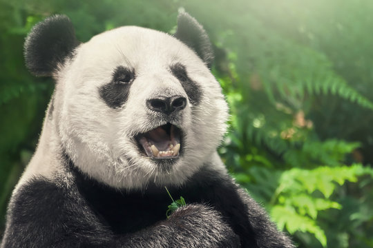Cute black and white panda, close-up