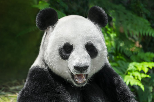 Giant Panda Bear close up portrait