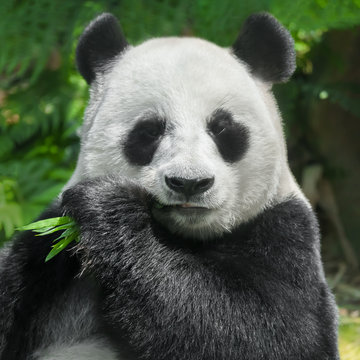 Fototapeta Lovely panda eating bamboo, close-up