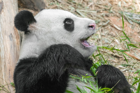 Cute Eating Panda, close-up