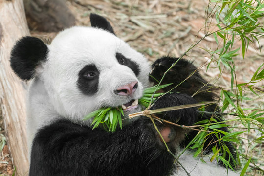 Hungry giant panda bear eating bamboo