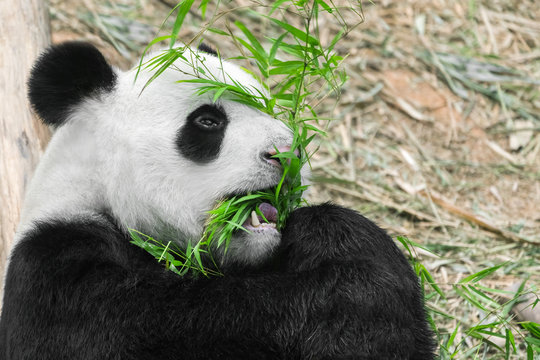 Giant Panda Bear eating bamboo