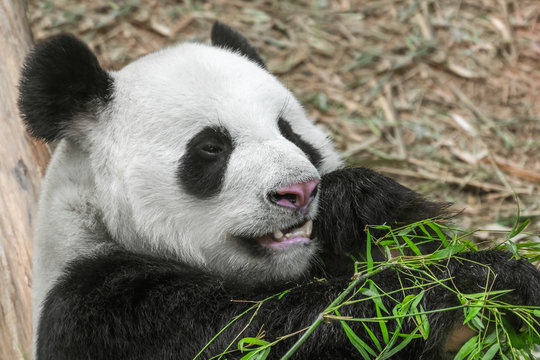 Cute black and white panda eating bamboo