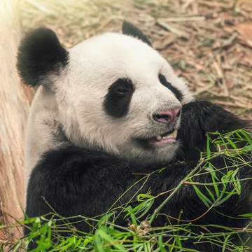 Black and white panda eating bamboo, close-up