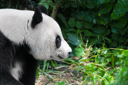 giant panda close up portrait