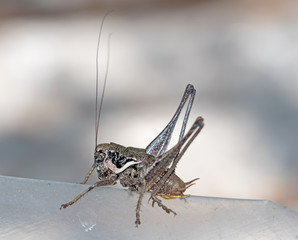 big grey grasshopper