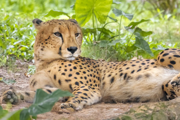 Adult cheetah resting in the grass