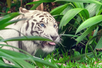 Beautiful white tiger albino with blue eyes behind grass